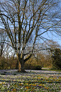 Rengerspark