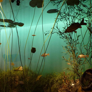Natuurmuseum Fryslân